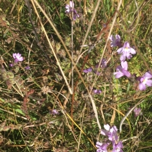 Euphrasia caudata at Tennent, ACT - 25 Apr 2021