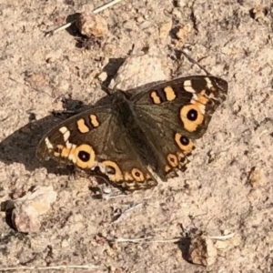 Junonia villida at Theodore, ACT - 28 Apr 2021 10:42 AM