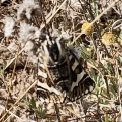 Apina callisto (Pasture Day Moth) at Tuggeranong Hill - 28 Apr 2021 by KMcCue