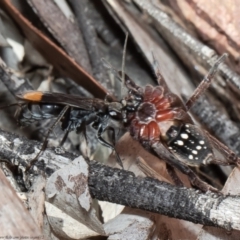 Calopompilus sp. (genus) (Spider wasp) at ANBG - 26 Apr 2021 by Roger