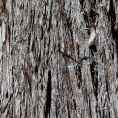 Gasteruption sp. (genus) (Gasteruptiid wasp) at O'Connor, ACT - 26 Apr 2021 by ConBoekel
