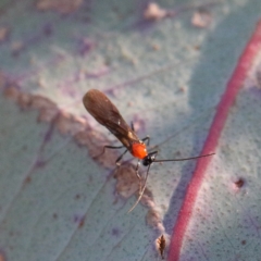 Braconidae (family) (Unidentified braconid wasp) at Dryandra St Woodland - 26 Apr 2021 by ConBoekel