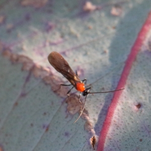 Braconidae (family) at O'Connor, ACT - 26 Apr 2021 03:38 PM