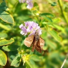 Ocybadistes walkeri (Green Grass-dart) at Molonglo Valley, ACT - 28 Apr 2021 by Dominique