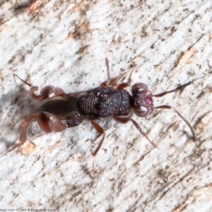 Chalcididae (family) at Forde, ACT - 28 Apr 2021