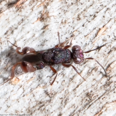 Chalcididae (family) (Unidentified chalcid wasp) at Mulligans Flat - 28 Apr 2021 by Roger
