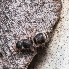 Odontomyrme sp. (genus) (A velvet ant) at Mulligans Flat - 28 Apr 2021 by Roger