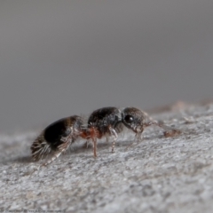 Odontomyrme sp. (genus) at Mulligans Flat - 28 Apr 2021 01:39 PM