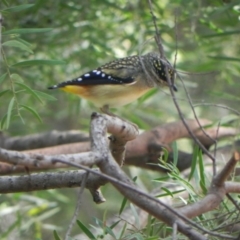 Pardalotus punctatus (Spotted Pardalote) at Cook, ACT - 28 Apr 2021 by dwise