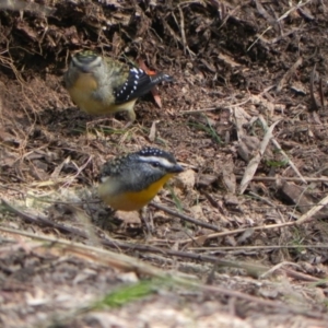 Pardalotus punctatus at Cook, ACT - 28 Apr 2021