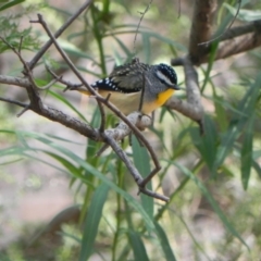 Pardalotus punctatus at Cook, ACT - 28 Apr 2021