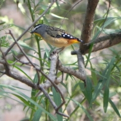 Pardalotus punctatus at Cook, ACT - 28 Apr 2021