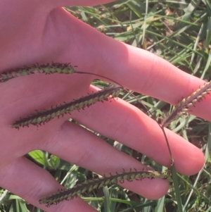 Paspalum dilatatum at Lyneham, ACT - 28 Apr 2021