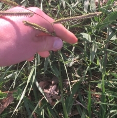 Paspalum dilatatum at Lyneham, ACT - 28 Apr 2021 03:13 PM