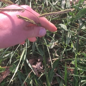 Paspalum dilatatum at Lyneham, ACT - 28 Apr 2021 03:13 PM