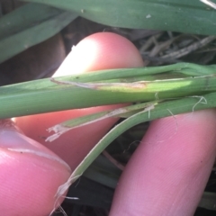 Paspalum dilatatum at Lyneham, ACT - 28 Apr 2021