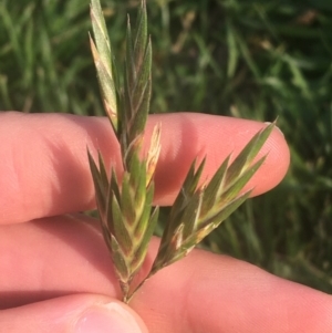 Bromus catharticus at Lyneham, ACT - 28 Apr 2021