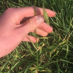 Bromus catharticus at Lyneham, ACT - 28 Apr 2021