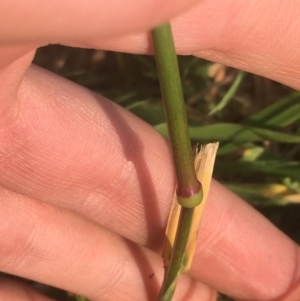 Bromus catharticus at Lyneham, ACT - 28 Apr 2021 03:14 PM