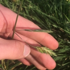 Bromus catharticus at Lyneham, ACT - 28 Apr 2021 03:14 PM