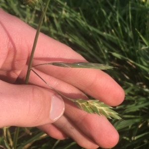 Bromus catharticus at Lyneham, ACT - 28 Apr 2021 03:14 PM