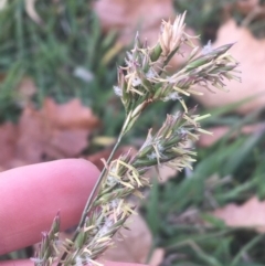 Festuca arundinacea (Tall Fescue) at Sullivans Creek, Lyneham South - 28 Apr 2021 by Ned_Johnston