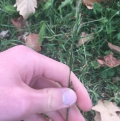 Festuca arundinacea (Tall Fescue) at Sullivans Creek, Lyneham South - 28 Apr 2021 by Ned_Johnston