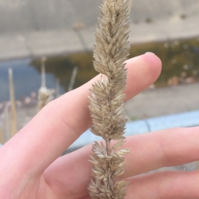 Phalaris aquatica (Phalaris, Australian Canary Grass) at Sullivans Creek, Lyneham South - 28 Apr 2021 by Ned_Johnston