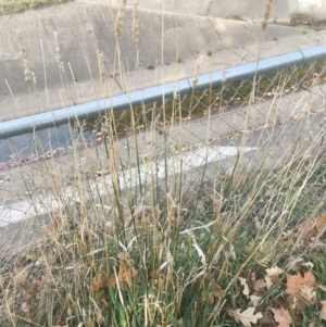 Phalaris aquatica at Lyneham, ACT - 28 Apr 2021