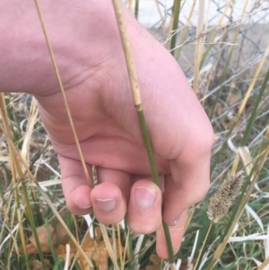 Phalaris aquatica at Lyneham, ACT - 28 Apr 2021