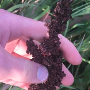 Rumex crispus at Lyneham, ACT - 28 Apr 2021