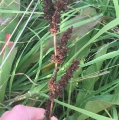 Rumex crispus at Lyneham, ACT - 28 Apr 2021 03:24 PM