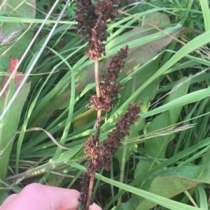 Rumex crispus at Lyneham, ACT - 28 Apr 2021