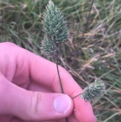 Dactylis glomerata (Cocksfoot) at Lyneham, ACT - 28 Apr 2021 by NedJohnston