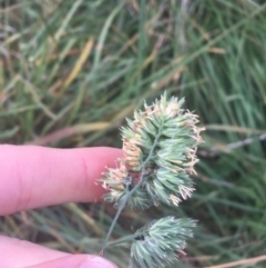 Dactylis glomerata at Lyneham, ACT - 28 Apr 2021