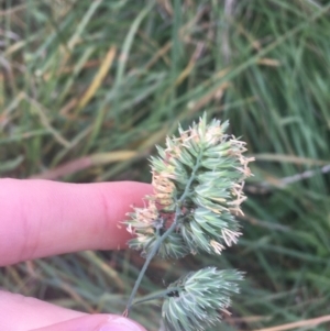 Dactylis glomerata at Lyneham, ACT - 28 Apr 2021 03:27 PM