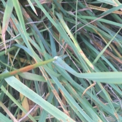 Dactylis glomerata at Lyneham, ACT - 28 Apr 2021 03:27 PM