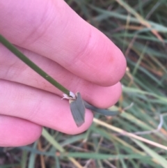 Dactylis glomerata at Lyneham, ACT - 28 Apr 2021