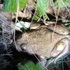 Limnodynastes dumerilii (Eastern Banjo Frog) at Paddys River, ACT - 28 Apr 2021 by michaelb