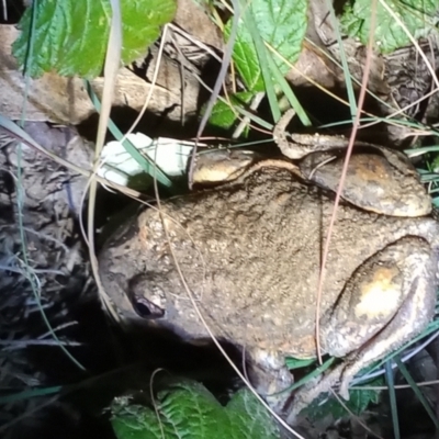 Limnodynastes dumerilii (Eastern Banjo Frog) at Point Hut to Tharwa - 28 Apr 2021 by michaelb