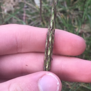 Bothriochloa macra at Lyneham, ACT - 28 Apr 2021 03:31 PM