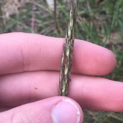 Bothriochloa macra (Red Grass, Red-leg Grass) at Sullivans Creek, Lyneham South - 28 Apr 2021 by Ned_Johnston