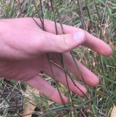 Bothriochloa macra at Lyneham, ACT - 28 Apr 2021