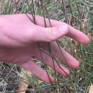 Bothriochloa macra at Lyneham, ACT - 28 Apr 2021