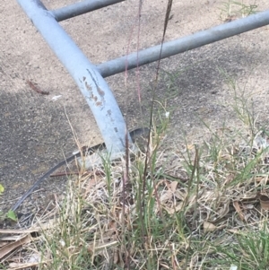 Bothriochloa macra at Lyneham, ACT - 28 Apr 2021