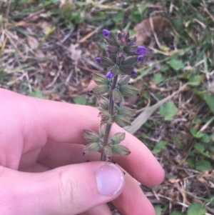 Salvia verbenaca var. verbenaca at Lyneham, ACT - 28 Apr 2021