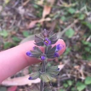 Salvia verbenaca var. verbenaca at Lyneham, ACT - 28 Apr 2021