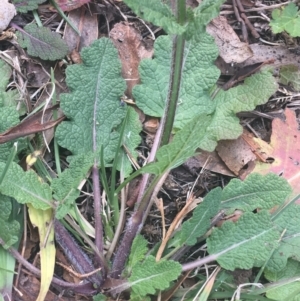 Salvia verbenaca var. verbenaca at Lyneham, ACT - 28 Apr 2021