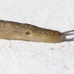 Limacus flavus (Yellow Cellar Slug) at Higgins, ACT - 26 Apr 2021 by AlisonMilton