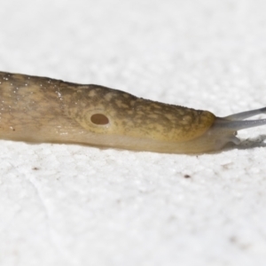 Limacus flavus at Higgins, ACT - 26 Apr 2021